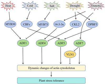 Research progress on the roles of actin-depolymerizing factor in plant stress responses